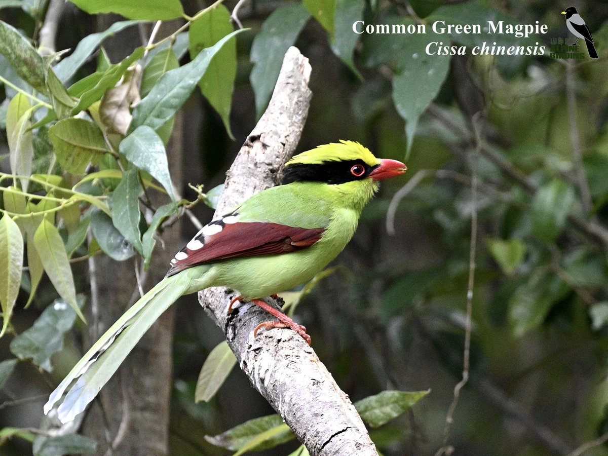 AlpinebirdingT's tweet photo. Common Green Magpie(Cissa chinensis）
蓝绿鹊
Bright green with chestnut-tipped wings, black mask, and coral-red bill. We got this one during our last birding tour in Yunnan, China last mouth!

#birdwatcher
#birdphotography
#birds
#birders
#birdwatching
#China
#Chinabirdingtour https://t.co/Grk4vGyMdp