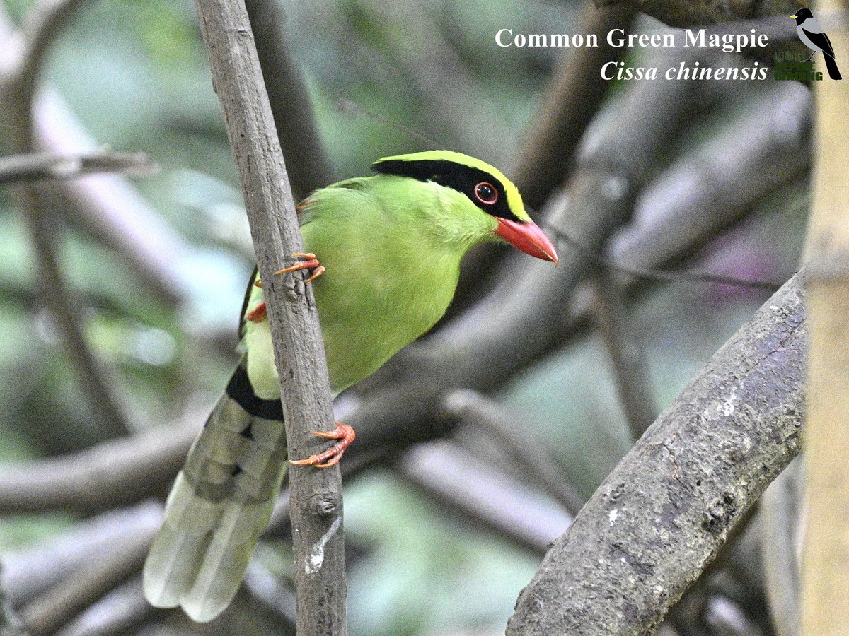 AlpinebirdingT's tweet photo. Common Green Magpie(Cissa chinensis）
蓝绿鹊
Bright green with chestnut-tipped wings, black mask, and coral-red bill. We got this one during our last birding tour in Yunnan, China last mouth!

#birdwatcher
#birdphotography
#birds
#birders
#birdwatching
#China
#Chinabirdingtour https://t.co/Grk4vGyMdp