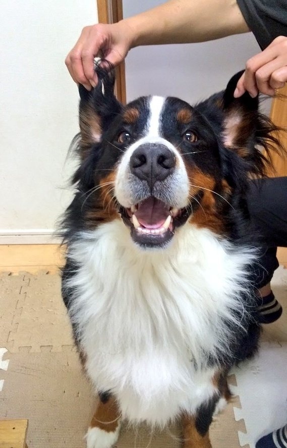 coco_bmd's tweet photo. 垂れ耳だとのんきに見えるんで立ち耳にしてみたんだけどのんきそうなのは変わらなかった https://t.co/inCzYJL2nq