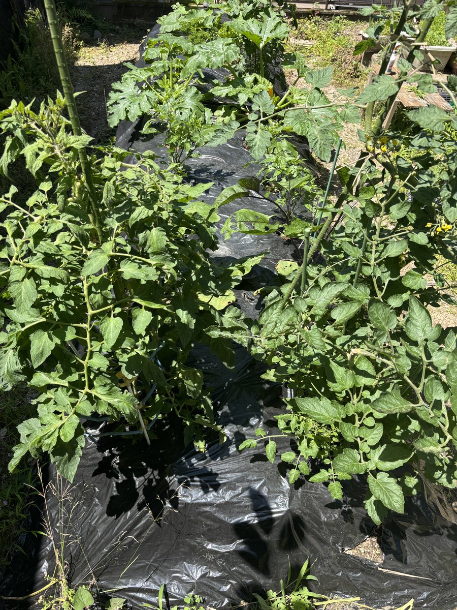 森田洋之@医師・community Dr./医療経済ジャーナリスト/「医療」から暮らしを守る/音楽家 tweet media