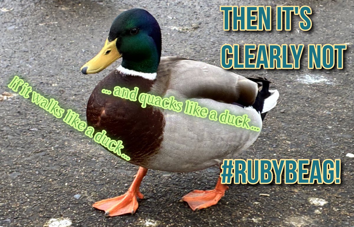 welovedonegal's tweet image. #RubyBeag #dogs #Donegal .