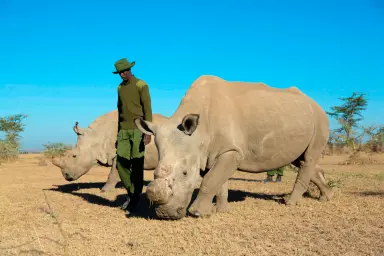 WWFitalia's tweet photo. Buone notizie per il rinoceronte🦏
Nel 2025 in #Sudafrica il #bracconaggio di questo animale è diminuito del 16%.
E il merito è anche della collaborazione tra governo, esperti e ong
https://t.co/n9TdBPlFDe https://t.co/Tp7Ttw1Gfg