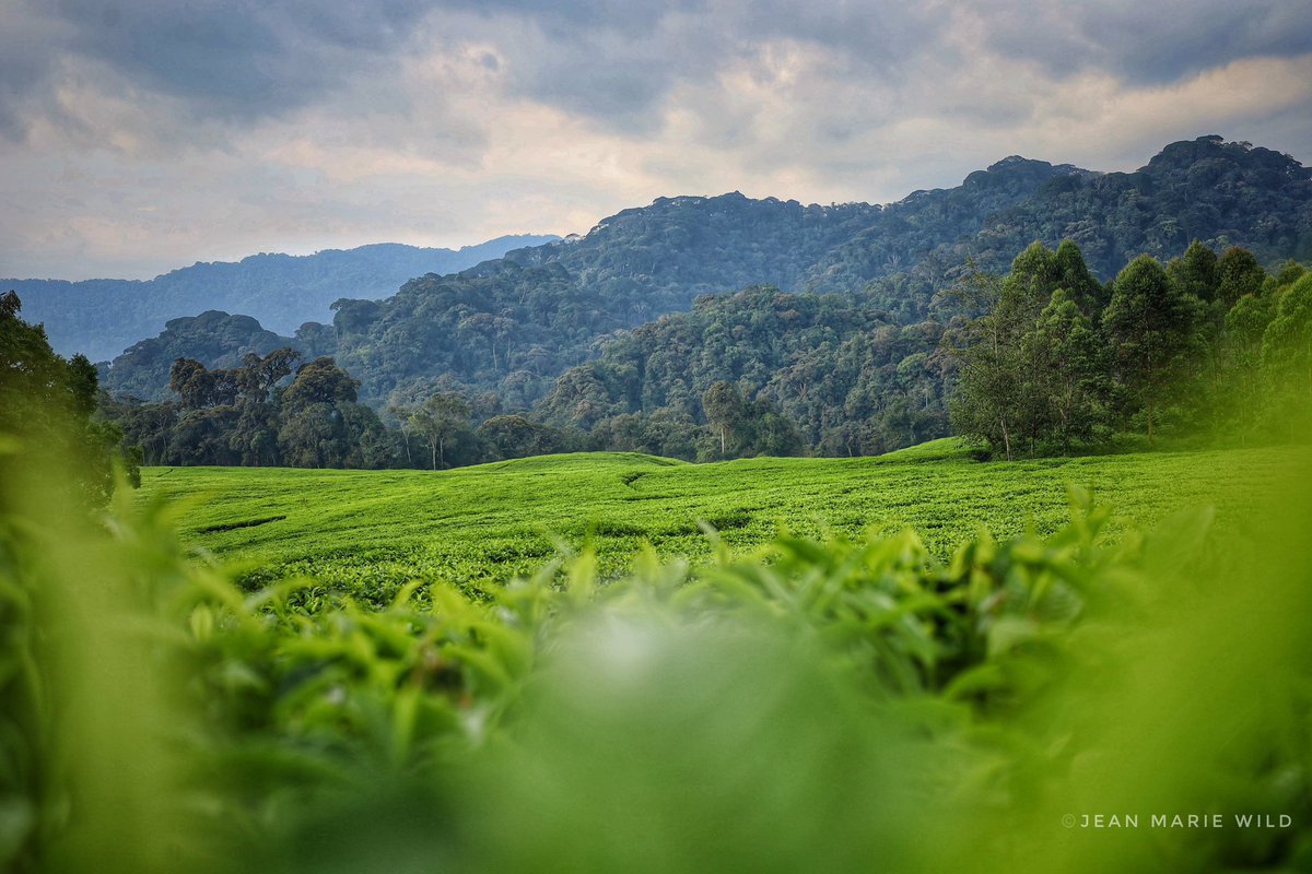 Southern Province | Rwanda tweet media