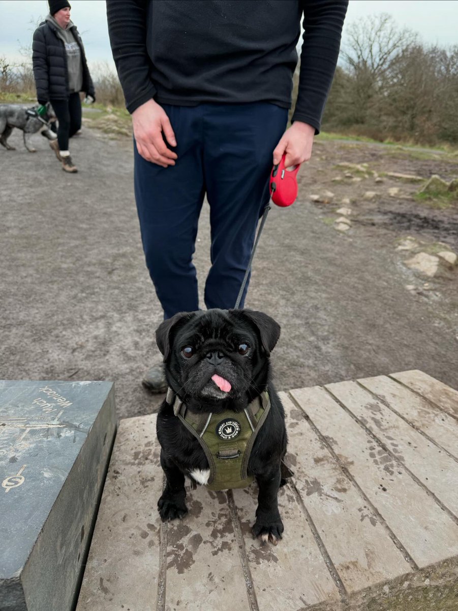 Paws of China tweet media