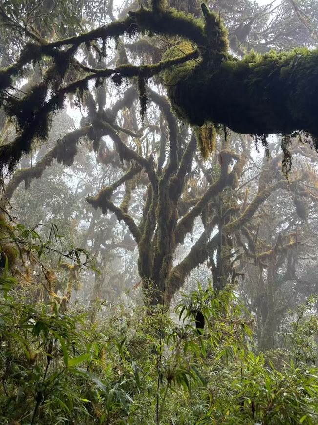 Jocaccia tweet media