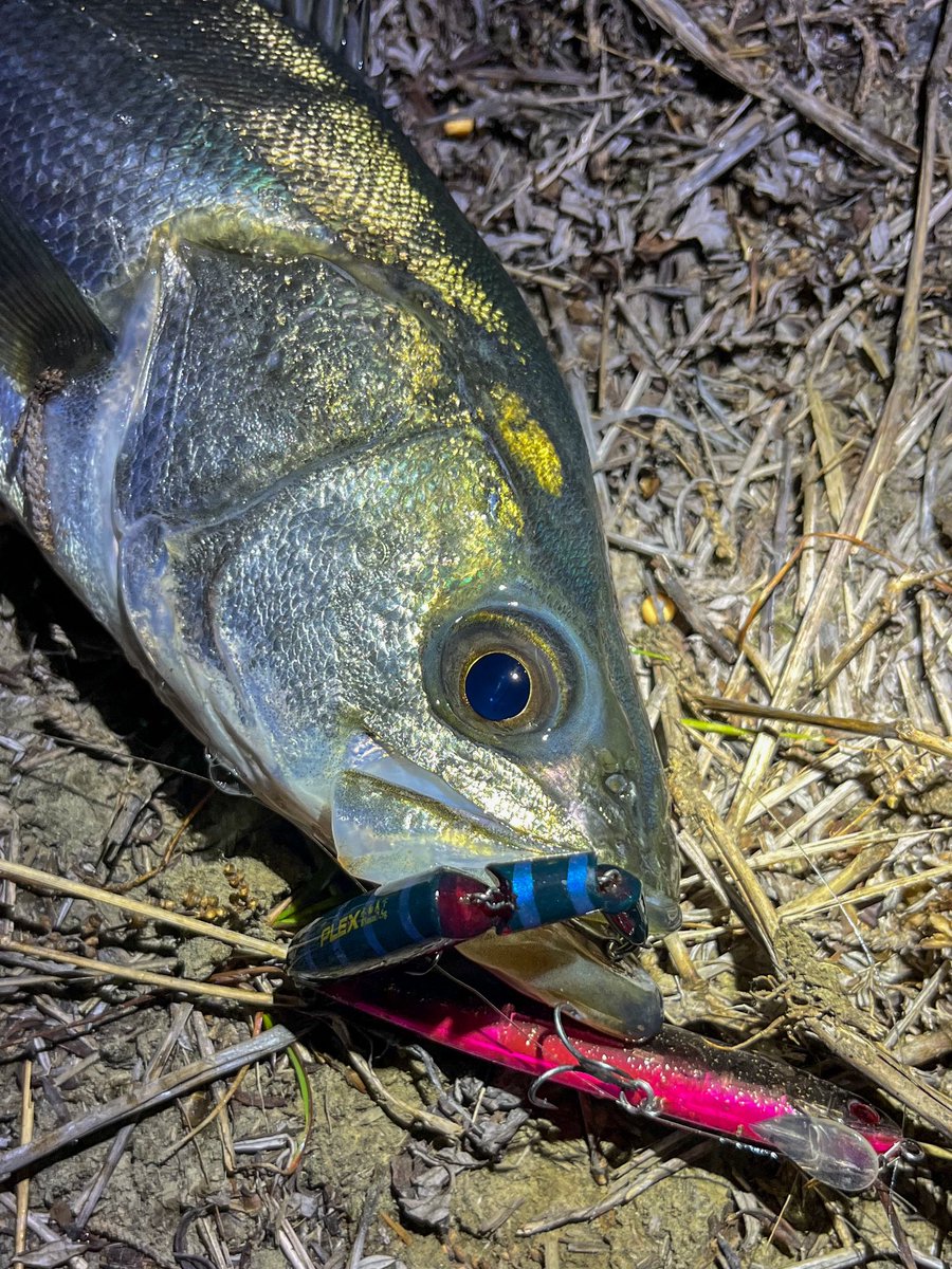 rockbook@釣り垢🎣 tweet media