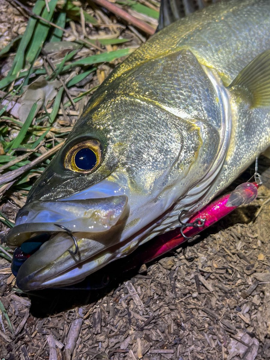 rockbook@釣り垢🎣 tweet media