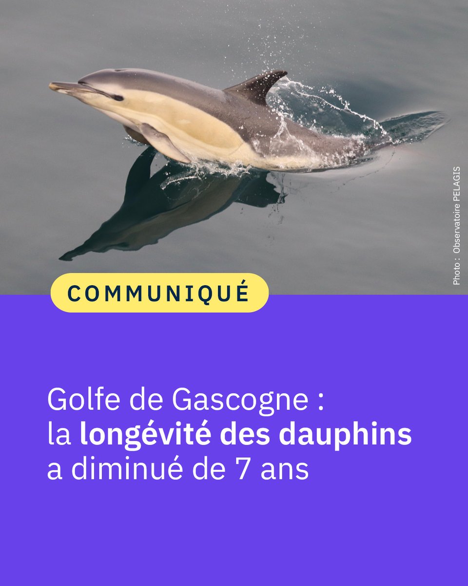 CNRS's tweet photo. #Communiqué 🗞️ Une étude révèle un constat  préoccupant : sur les côtes du Golfe de Gascogne, entre 1997 et 2019, la longévité des femelles dauphins 🐬 a diminué de sept ans, sous l’effet d’une mortalité accrue liée aux activités humaines en mer. 

👉 https://t.co/iqcdurJi57 https://t.co/KkitThIuoJ