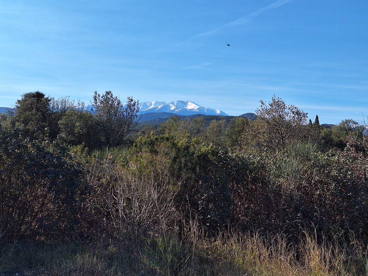 A truly beautiful late winter's day in the #fenouilledes.

At almost 3000 metres, a snow capped Mount #Canigou dominates the horizon.