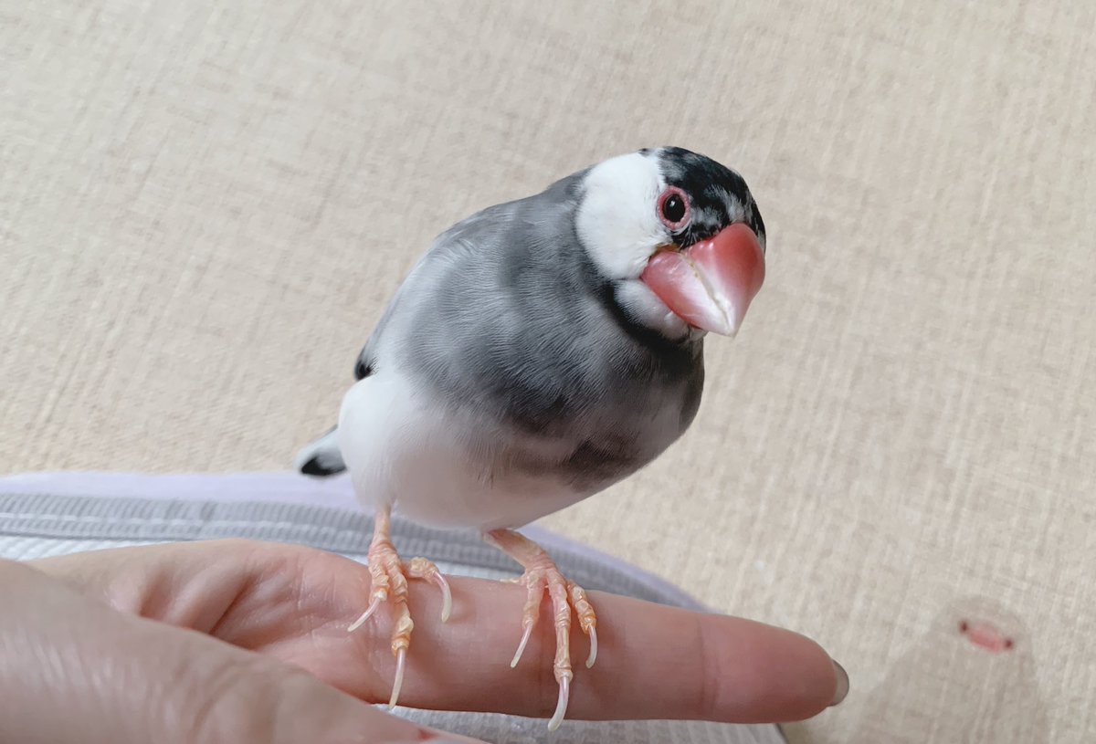 まるちゃん、今日息を引き取りました。 金曜に不調が現れてからあっ