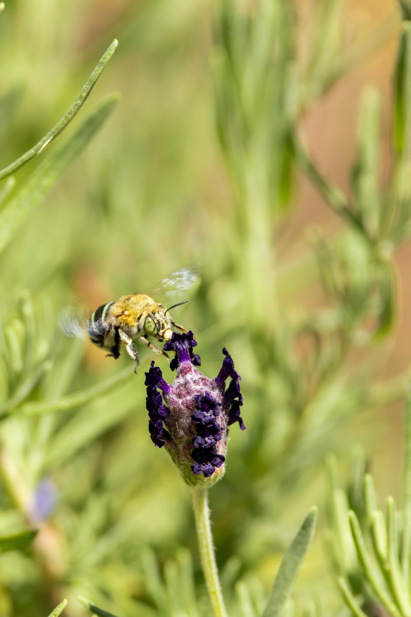 Pollinating London Together tweet media