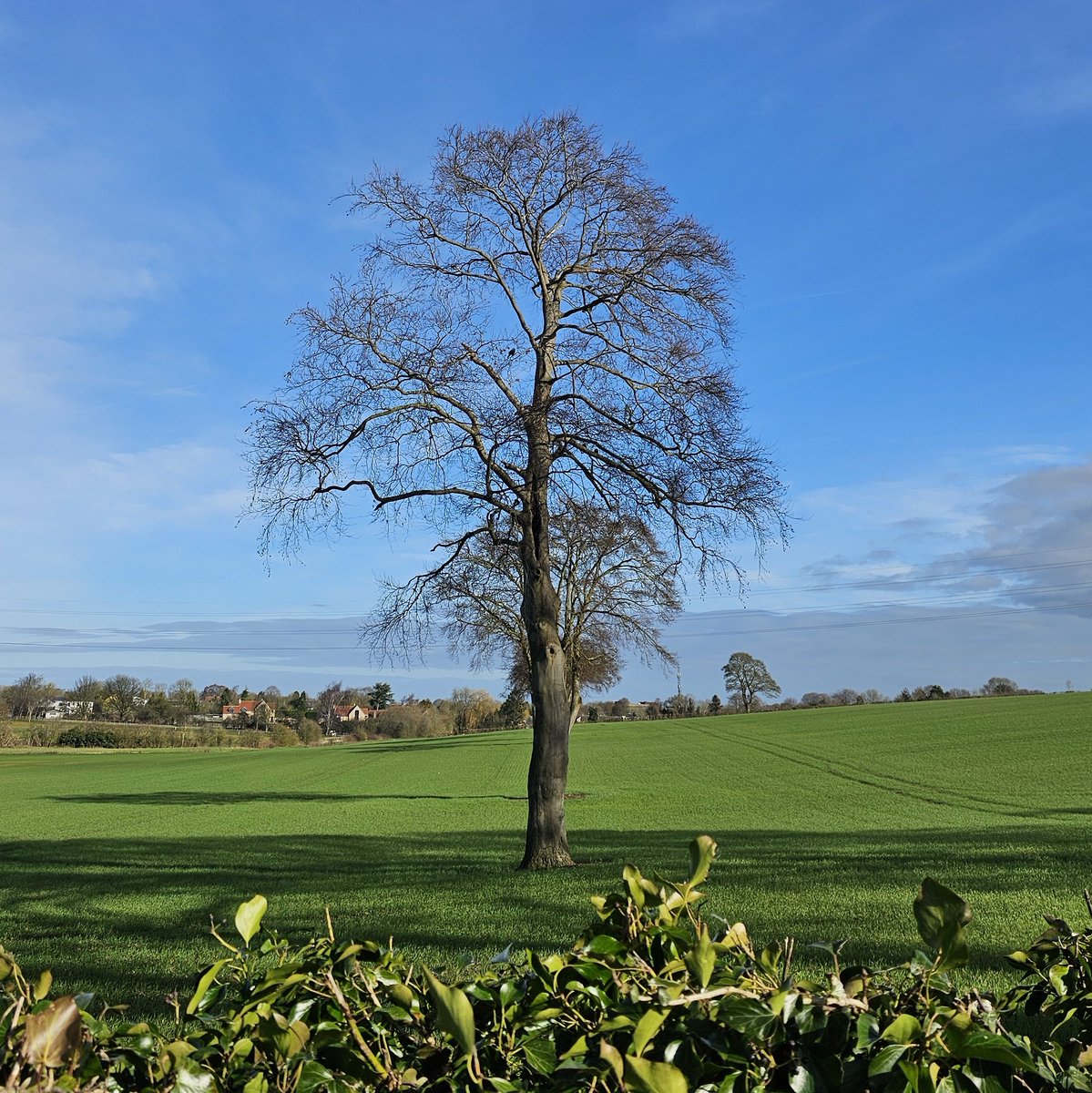 Python 🌳💎 tweet media