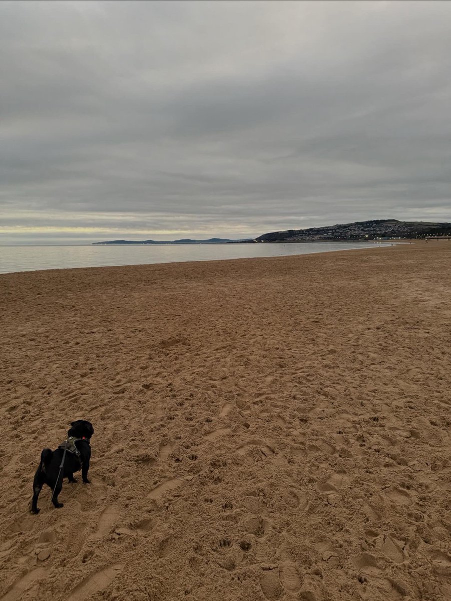 Paws of China tweet media