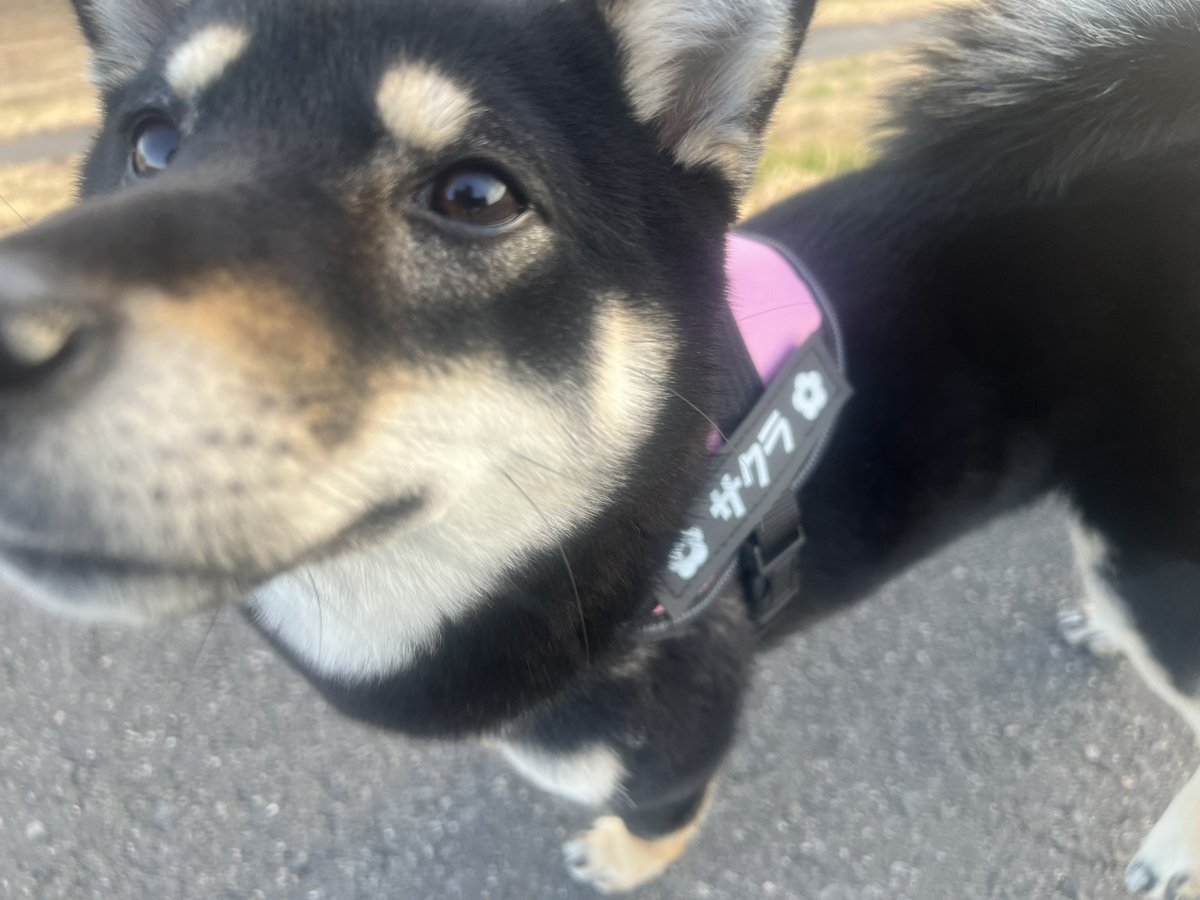 ピュアテック 皇帝ペンギン様 tweet media