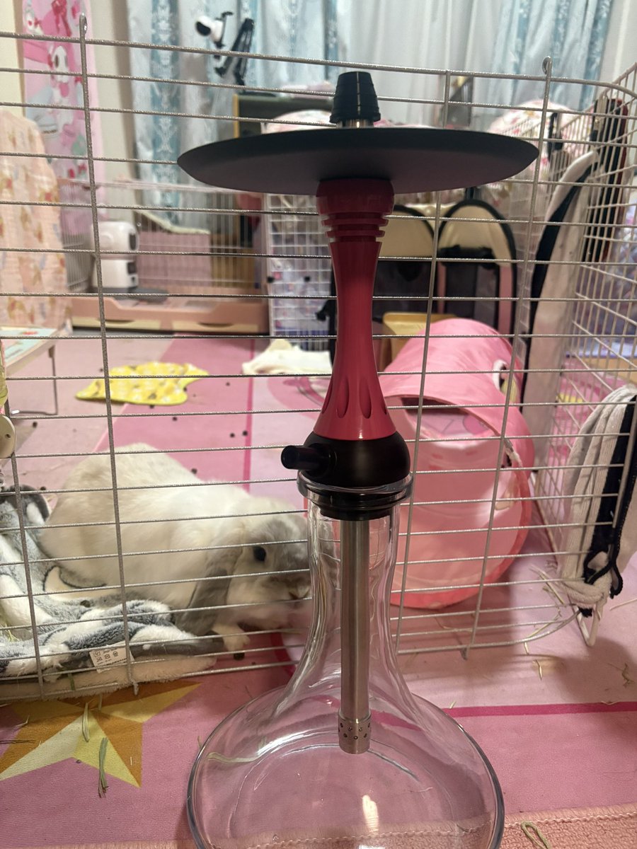 Post by みょる🐰 on X: シーシャ台5台目