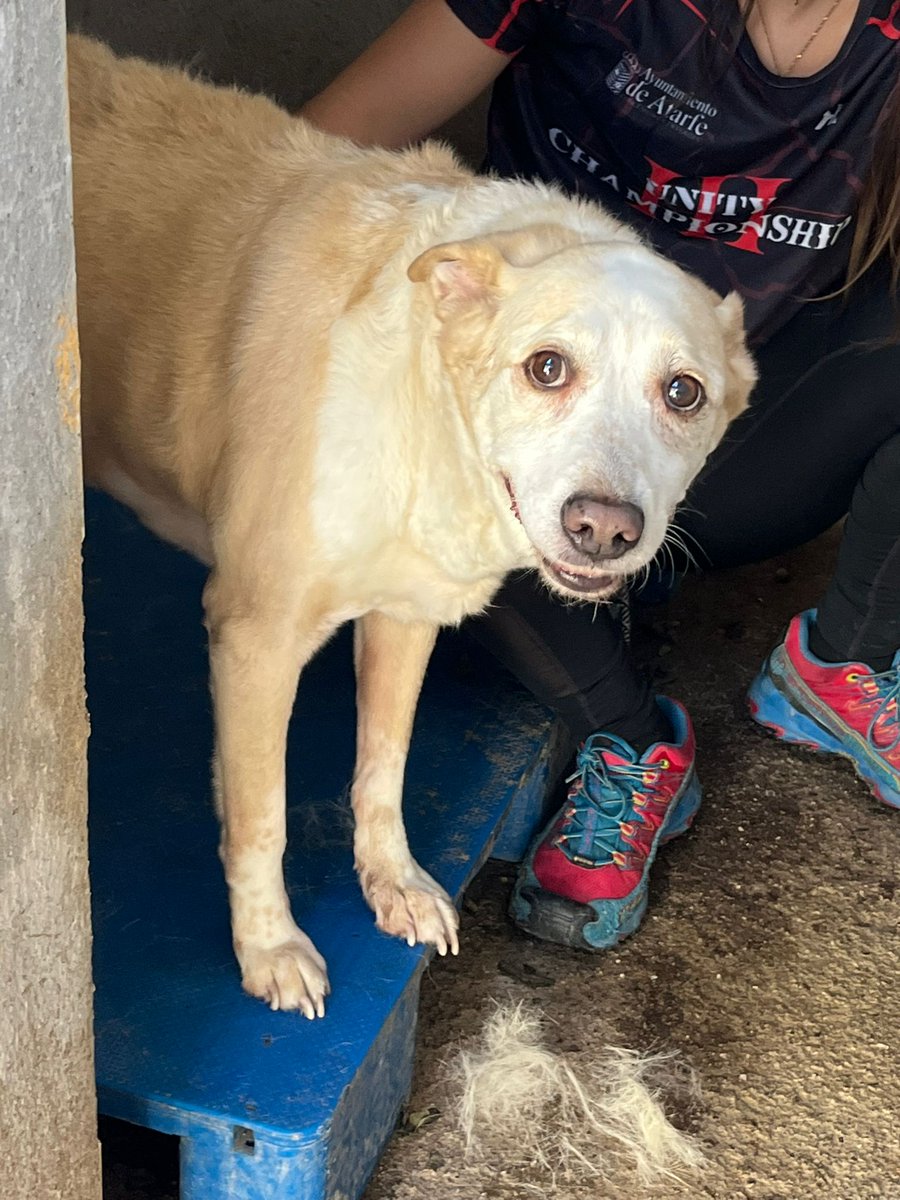 #GRANADA
#HUGO tiene 12 años. Ha sido abandonado en la 𝗽𝗲𝗿𝗿𝗲𝗿𝗮 𝗱𝗲 𝗠𝗼𝘁𝗿𝗶𝗹. 

​Es un anciano que ahora mismo se siente completamente perdido, triste; no entiende por qué, después de tanto tiempo, su mundo se ha convertido en cemento frío y barrotes.
​
​Necesita una