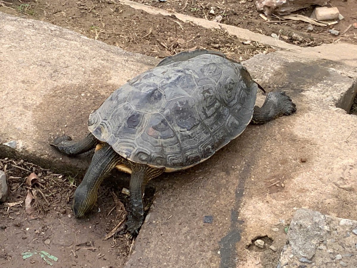 🐢 Safe again!

Feb 11, 2026: A Hanoi student reported a three-keeled pond turtle hooked in a residential lake.

With ENV’s support, police confiscated and released the turtle, and warned the fisherman.

One call made the difference.