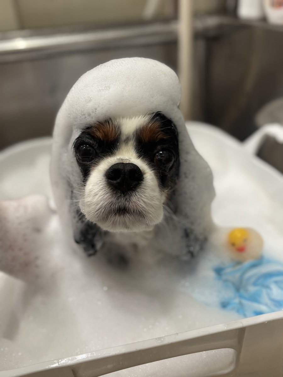 Anaconda ANAKO tweet media