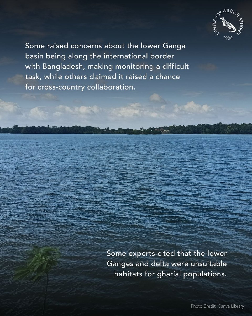 cwsindia's tweet photo. Experts are divided over methods and techniques for reintroducing captive-bred gharials in rivers. To know more, read here: https://t.co/c3zeJjbqE1
#conservation #wildlifenews #gharial #rewilding #reintroduction #criticallyendangered https://t.co/Dwy7R7MMne