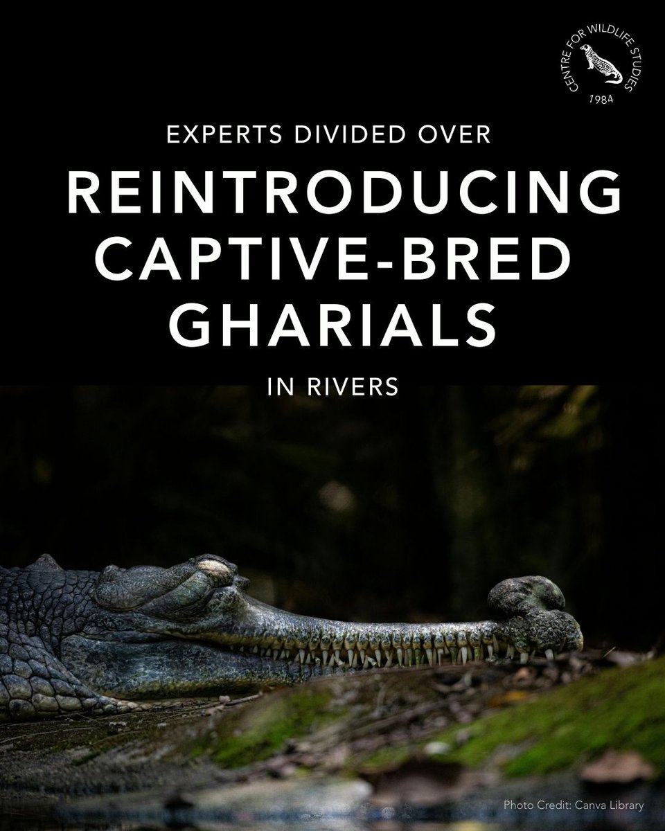 cwsindia's tweet photo. Experts are divided over methods and techniques for reintroducing captive-bred gharials in rivers. To know more, read here: https://t.co/c3zeJjbqE1
#conservation #wildlifenews #gharial #rewilding #reintroduction #criticallyendangered https://t.co/Dwy7R7MMne
