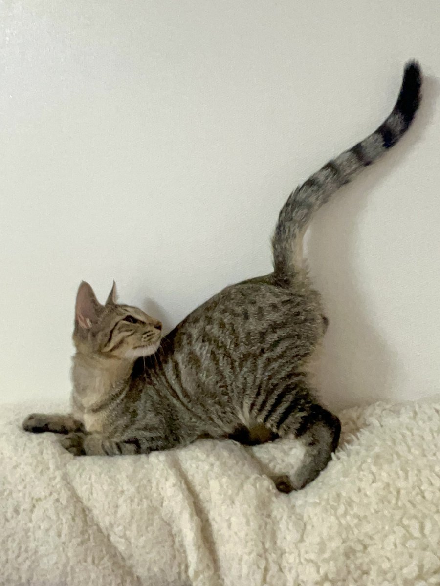 궁팡을 요구하는 당당한 자태