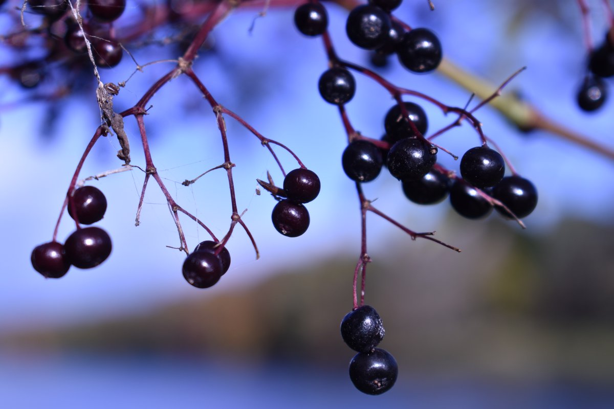 Pollinators tweet media