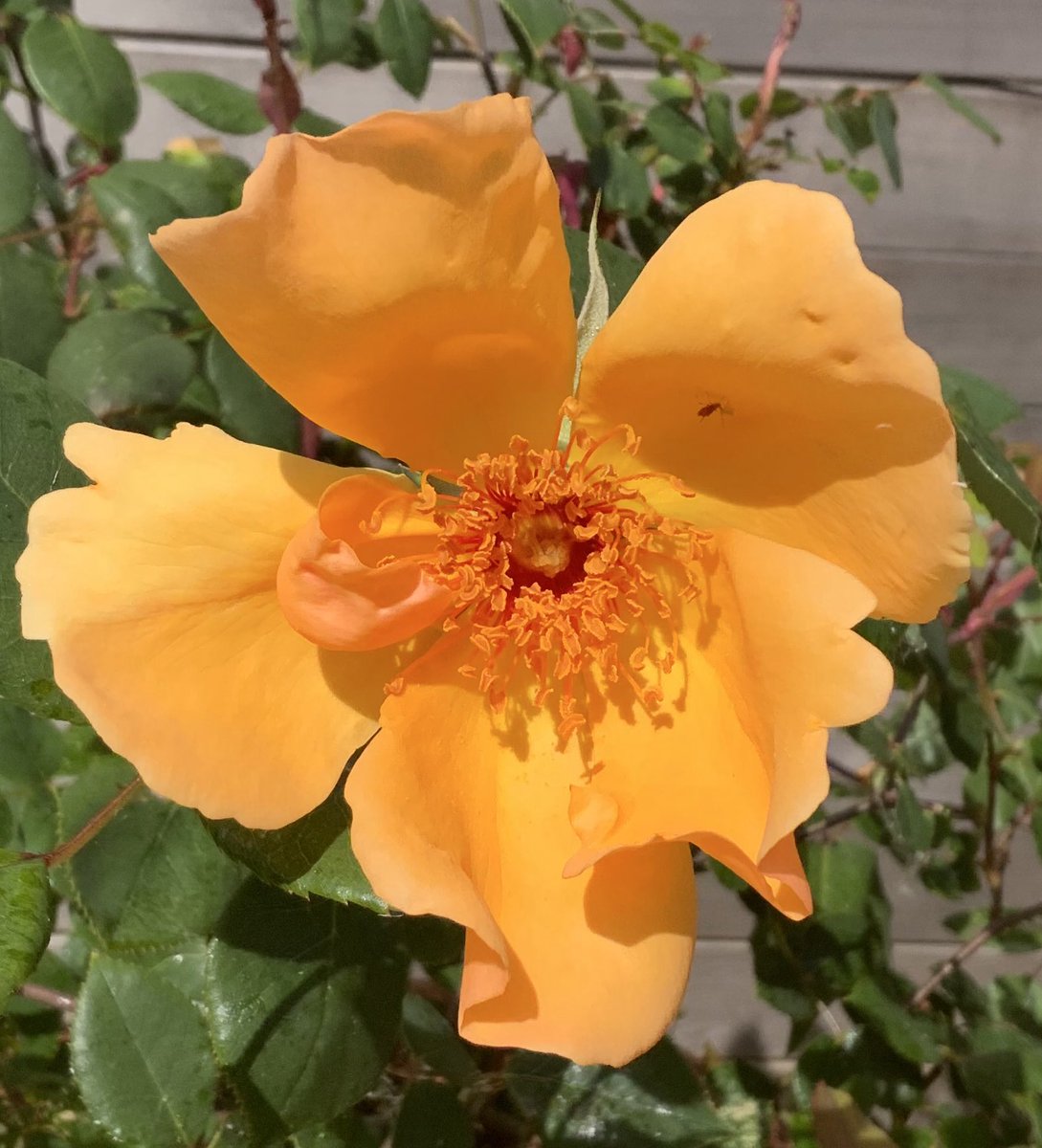 🌹rosesuk tweet media