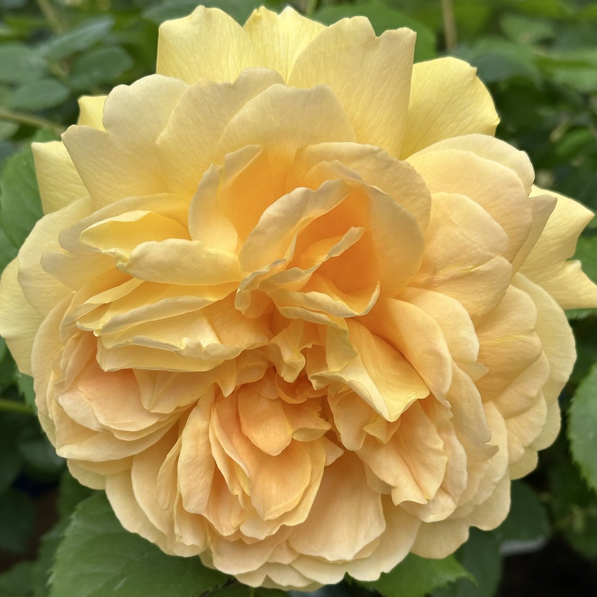 🌹rosesuk tweet media