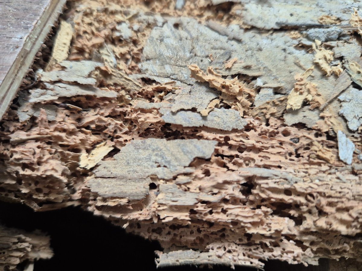 Timberwise tweet media