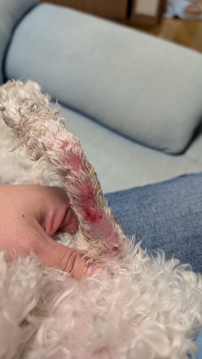 九州男児 tweet media