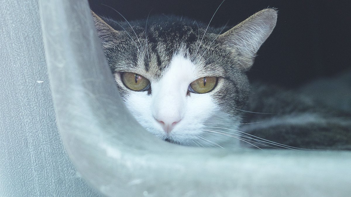 🐾 Ajuda’ns a transformar la por en esperança! 💜 Amb la teva donació a la campanya Integra'ls, podem posar la seva fragilitat emocional en mans d’experts i donar-los una segona oportunitat. 🙏🐶🐱 📲 Dona aquí 👉 protectoramataro.org/integrals/ #Fràgils #Emocions #Por