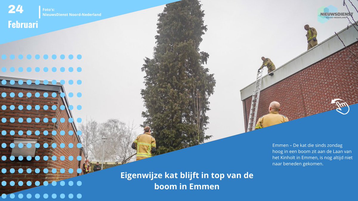 Kat blijft in boom ondanks inzet brandweer in Emmen
