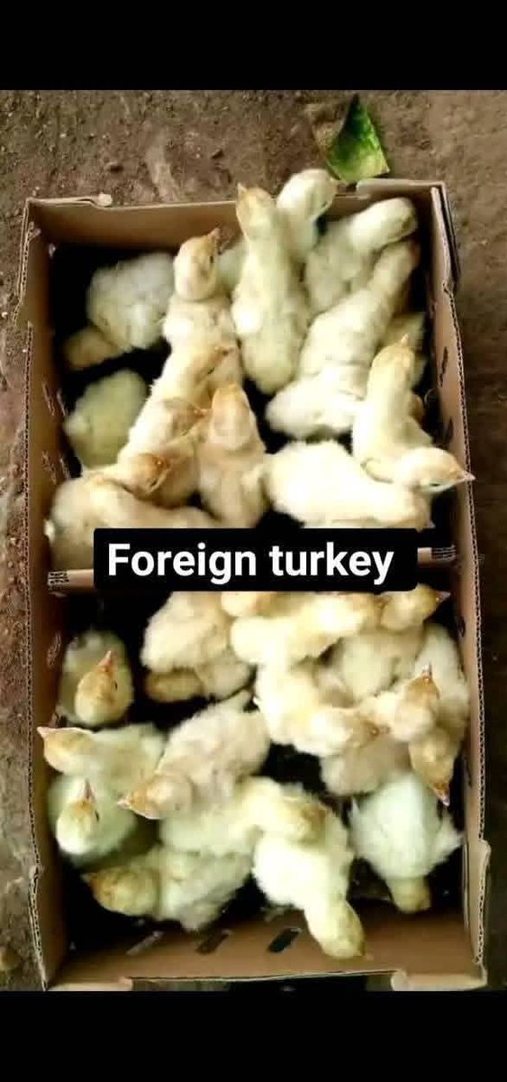 Tope_Orus's tweet photo. AGRITED broilers half carton 37,000 Full carton (74,000)

AMO day old broilers half carton 36,000 Full carton (72,000)

ZARTECH day old broilers half carton 35,000 Full carton (70,000)

SAYED DAY OLD BROOLERS half carton 35,000 Full carton (70,000).

LOCAL TURKEY 3,500 Full carton(105,000)

LAYERS A CARTON 78,000 HALF CARTON 39,000

NOILERS A CARTON 32,500

BRAHMA A CARTON 42,000

IMPORTED TURKEY 5,500

white cockerel #400

 black cockerel #450