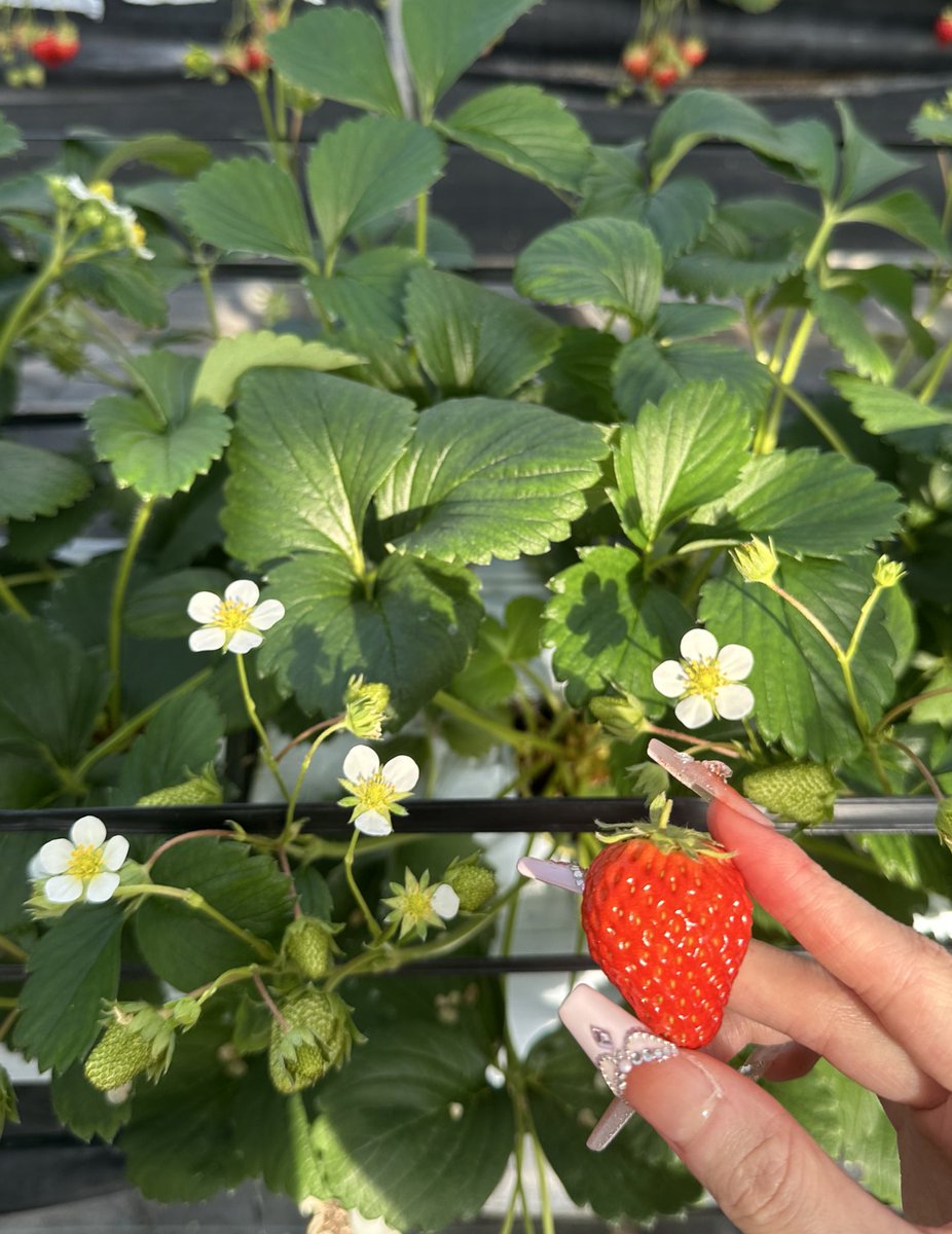 yanohonoka_'s tweet image. 平田観光農園🎶 #三次