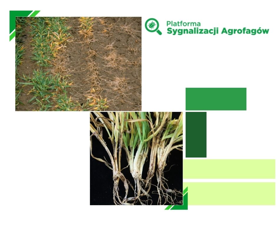 Instytut Ochrony Roślin – PIB tweet media