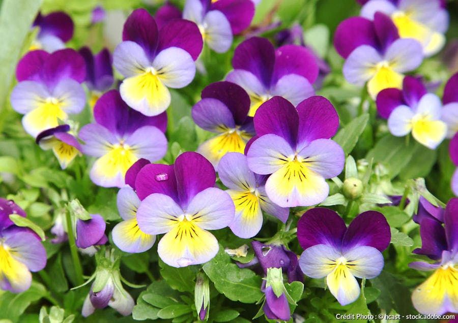Bonjour à beaucoup ....
A tous ceux qui savent que le ciel s'assombrit , même si l'air a des allures de printemps
Jamais un pays n'a jamais autant divisé  jamais la haine , le racisme le rejet de l'autre n'ont été si explosifs si banalisés
L'extrême droite rampe et s'infiltre