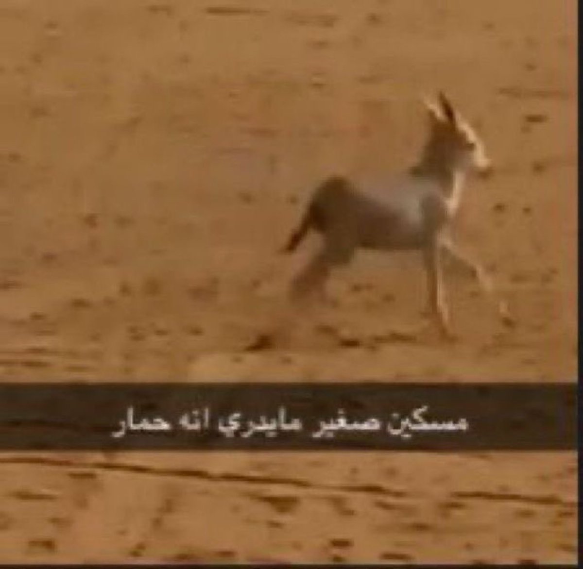 كيلن tweet media