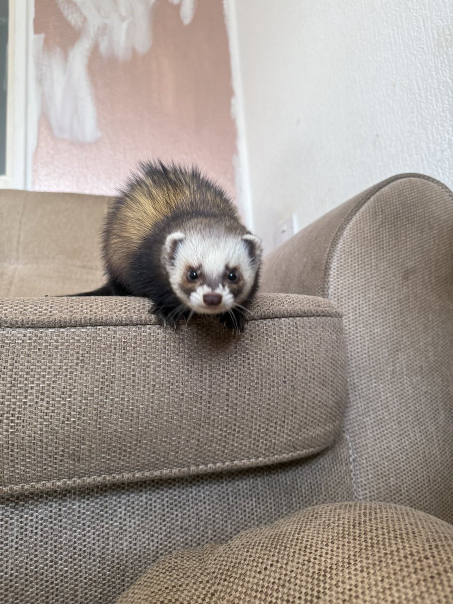 Thanks tank love ya too 🤣 #ferrets #findom