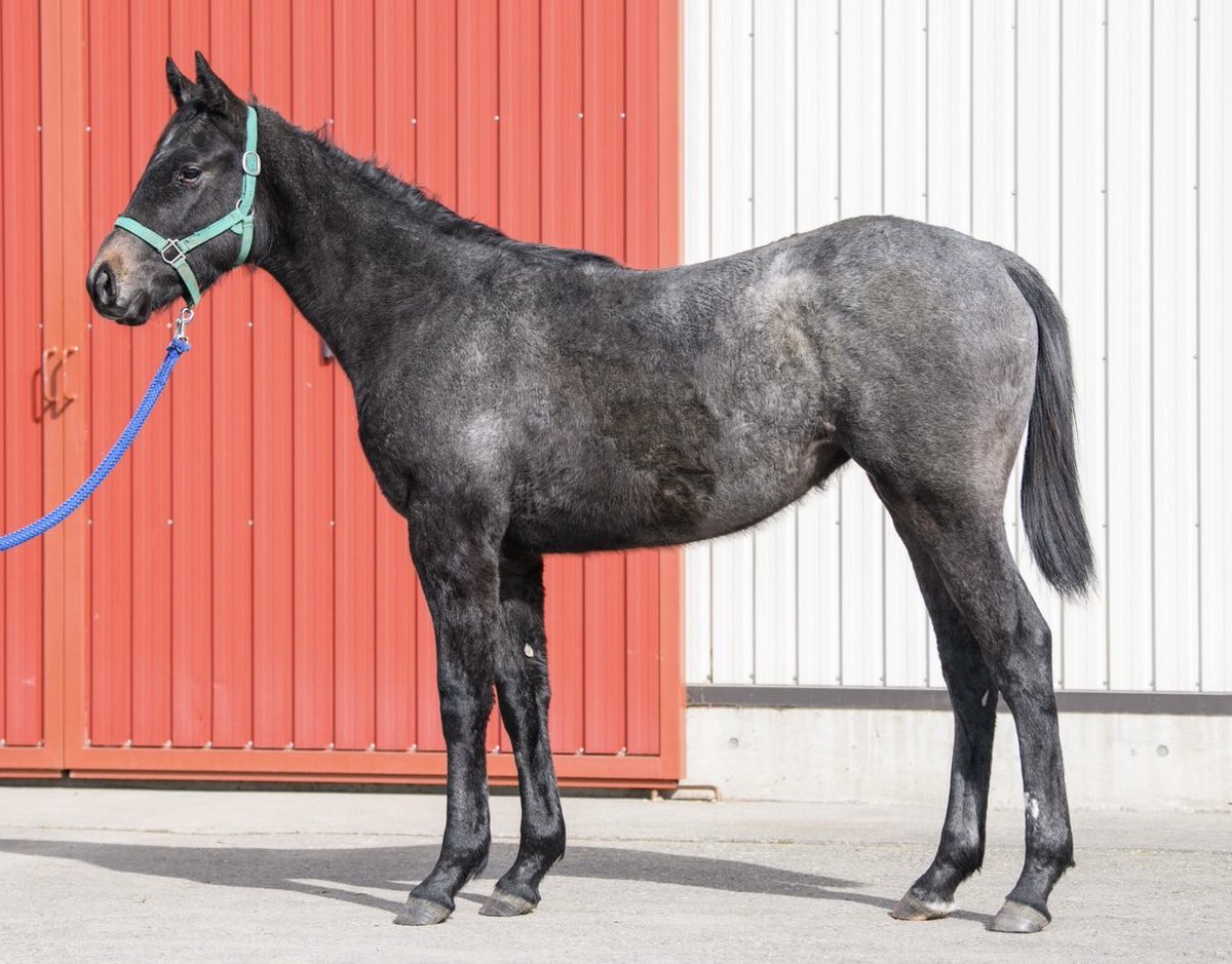 1歳　牝　芦毛　2025/03/29生
父：エピファネイア
母：リフレイム
母父：American　Pharoah