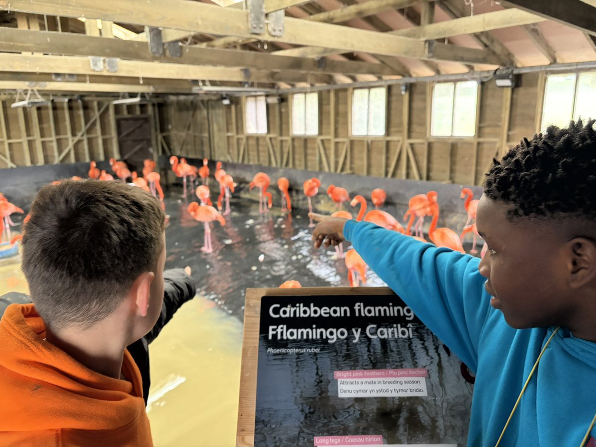 Cadle Primary School tweet media