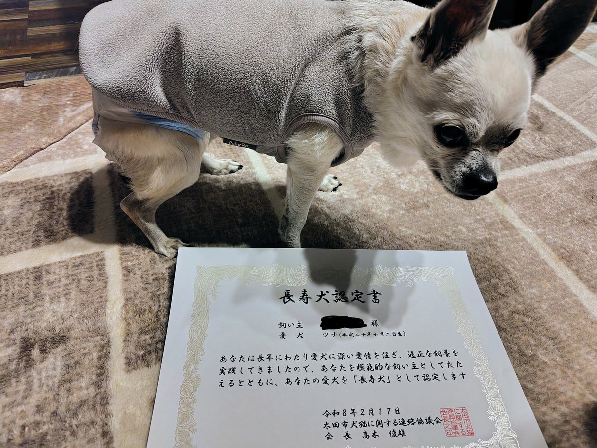 インドア系スムースチワワ、ツナさん (@indoa27) / Posts / X