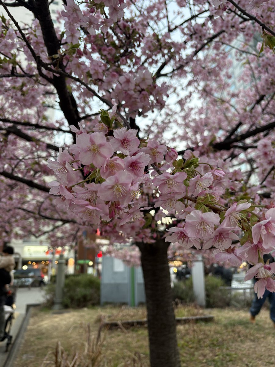 すず。 (@_su_zu_chan) / Posts / X