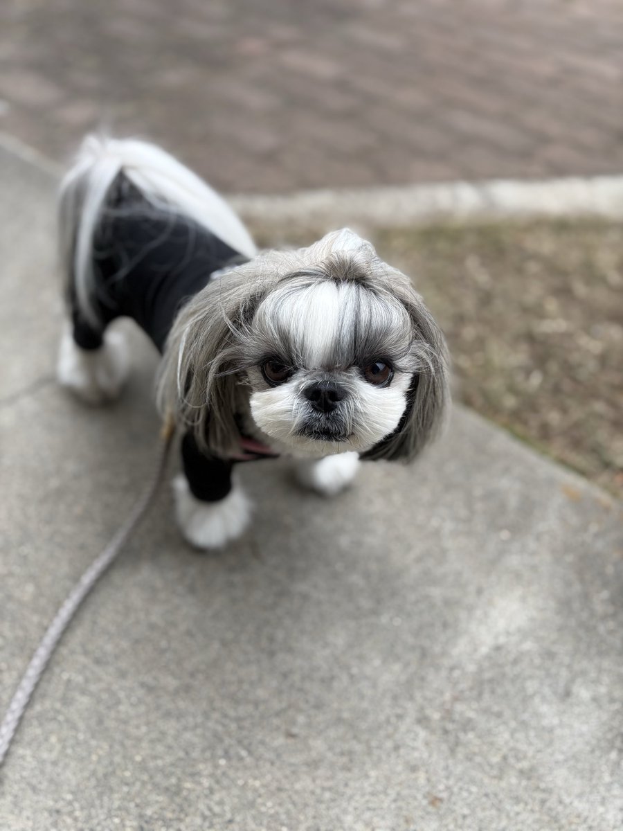 お疲れ様ミルちゃん🐶今日もかわちぃ❤️❤️❤️