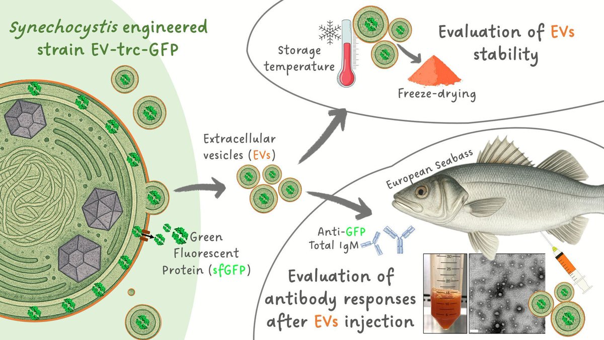 Microbial Biotechnology (MBT) tweet media