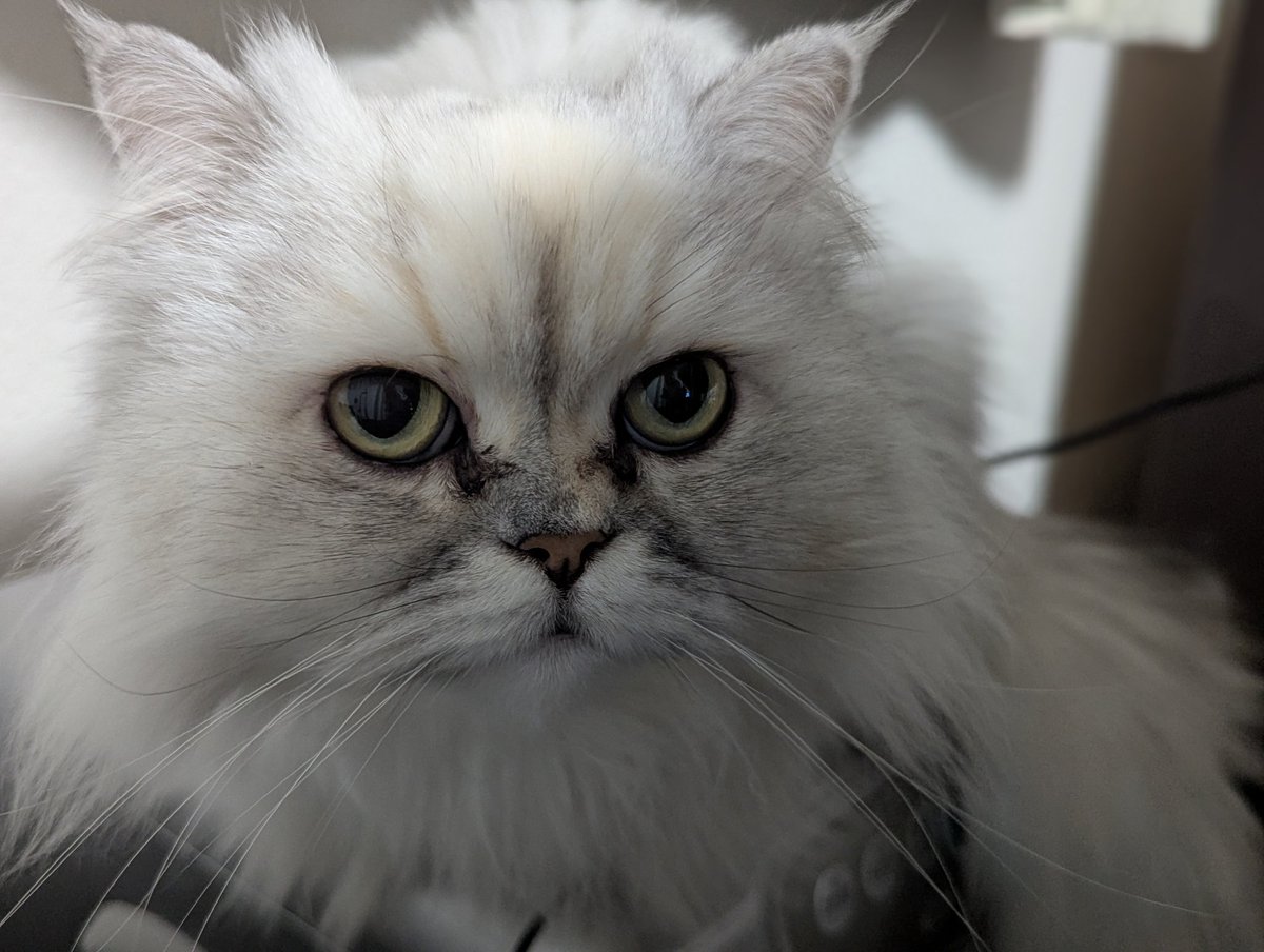 ネコの日が終わったらそんなに呟くことがないのよ

なんなら今日の晩御飯のことでも話すといいわ