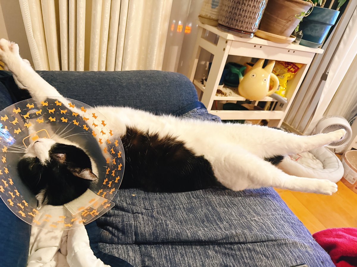 1枚目の状態から1日で2枚目になったの本当にえらい　天才　早く治れ