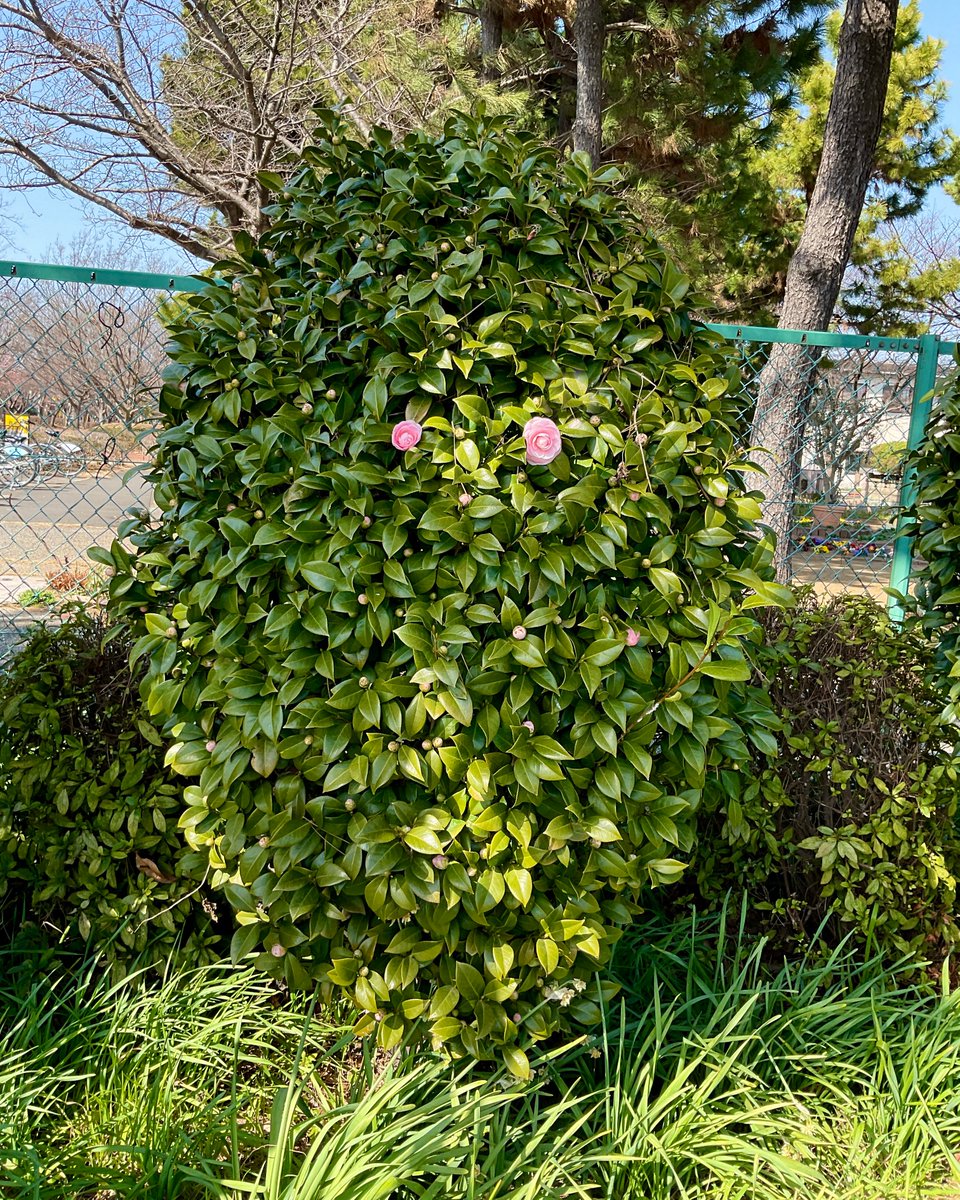 しょぼ tweet media