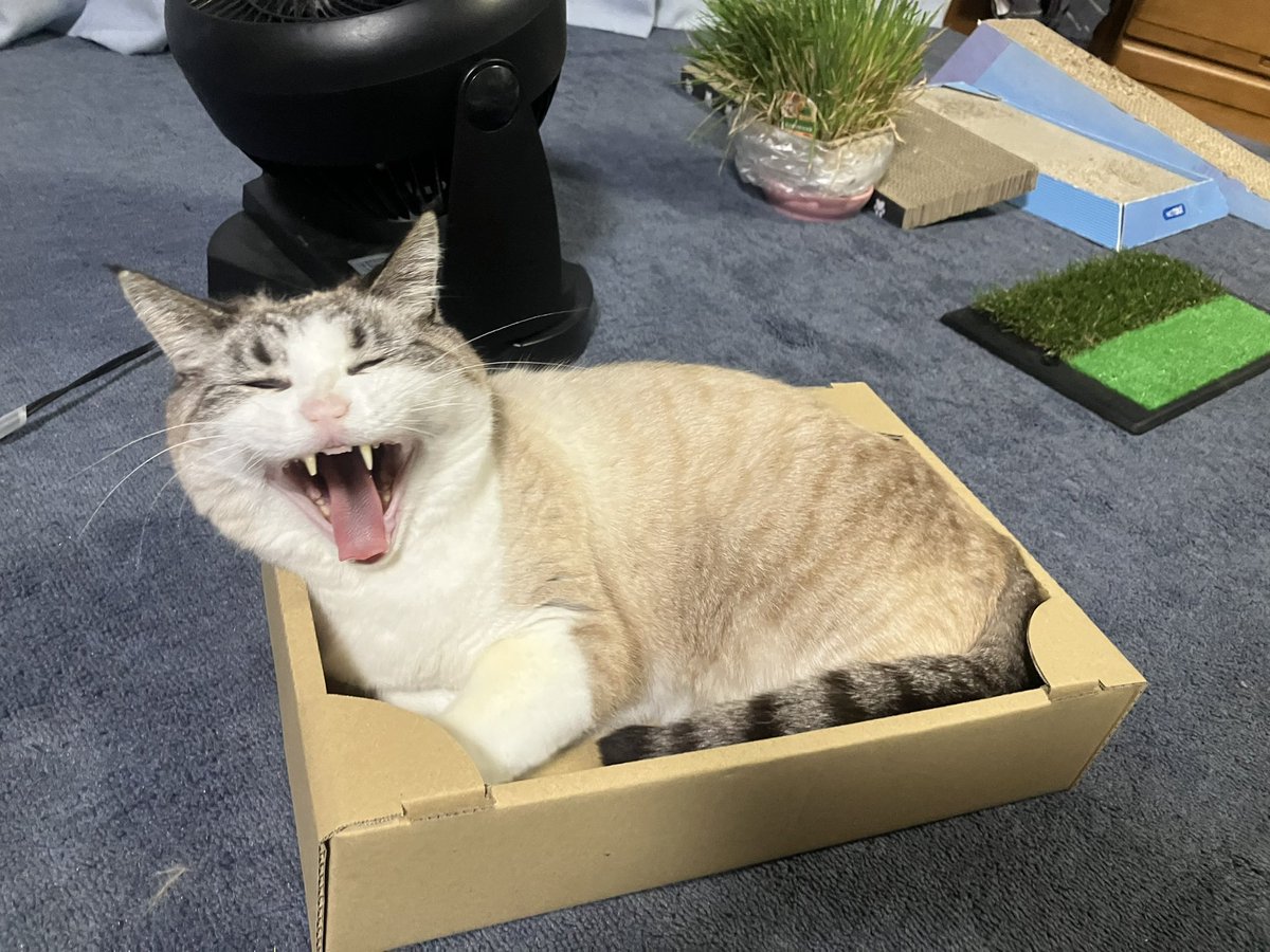 今日の にゃんこ