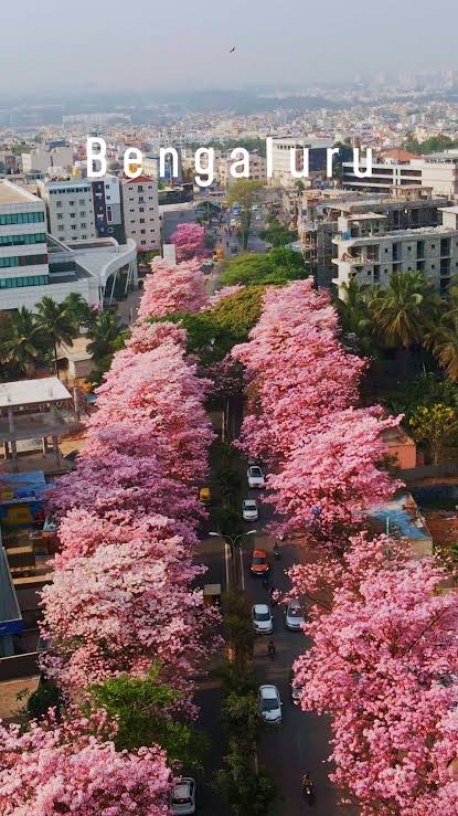 KiranKS's tweet photo. A month before Yugadi, Bengaluru becomes a pink City. Why? 

There was a great Forest Officer named Sethuram Gopalrao Neginhal. Between 1982 and 1987, he went road to road asking the residents which saplings they wanted. 

Tabebuia Rosea was popular. 
15,00,000 of them planted! https://t.co/r6aQBbNkmv