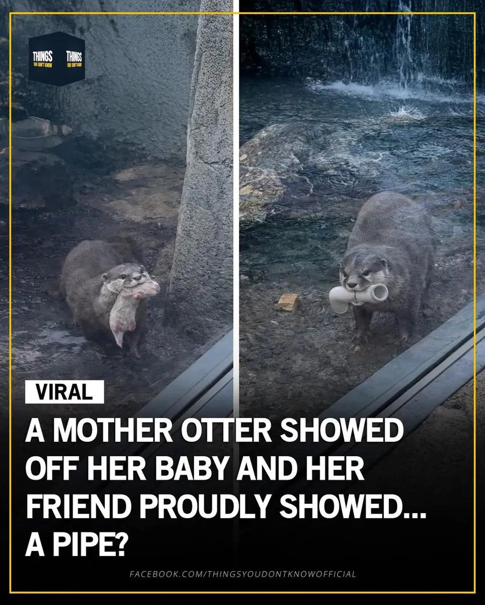 Wholesome Side of 𝕏 (@itsme_urstruly) on Twitter photo 